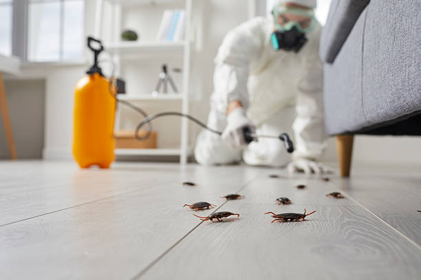 Commercial Kitchen Cockroach Control in Grafton